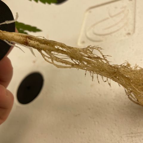 Cbg  growlog photo: Water fleas clinging to roots like crazy 