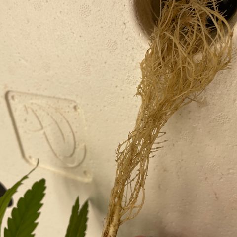 Cbg  growlog photo: Water fleas clinging to roots like crazy 