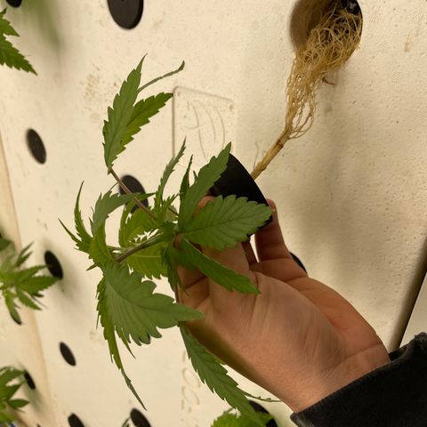 Cbg  growlog photo: Water fleas clinging to roots like crazy 