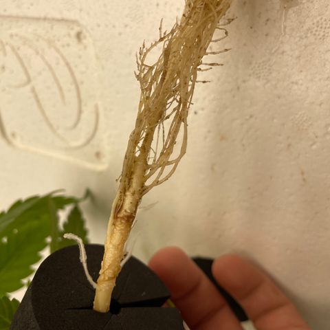 Cbg  growlog photo: Water fleas clinging to roots like crazy 