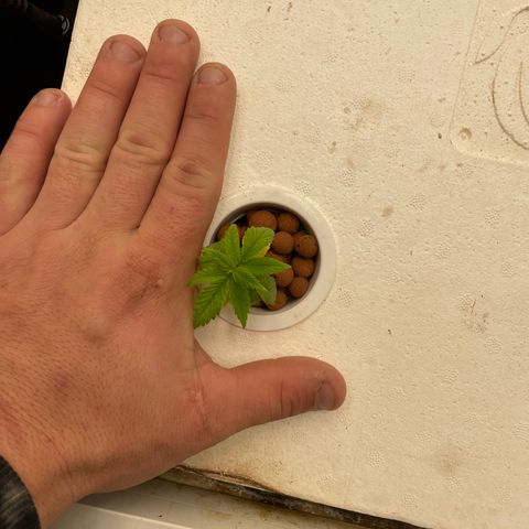 Cbg  growlog photo: Water fleas clinging to roots like crazy 