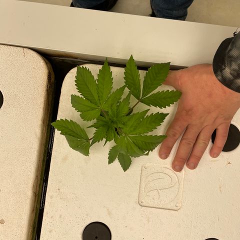 Cbg  growlog photo: Water fleas clinging to roots like crazy 