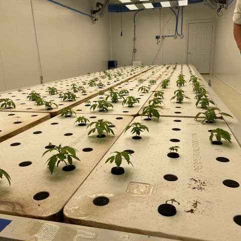 Cbg  growlog photo: Plants gaining Sadie quick feeding 3 times daily ph staying higher 7.3 