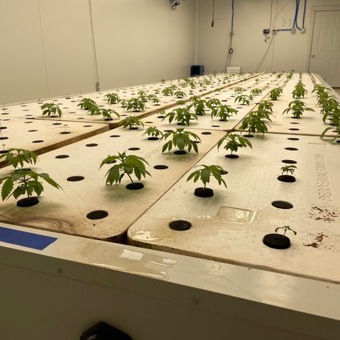 Cbg  growlog photo: Plants gaining Sadie quick feeding 3 times daily ph staying higher 7.3 