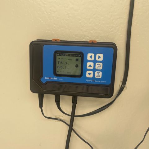 Cbg  growlog photo: Plants showing yellow iron added lights on 60%