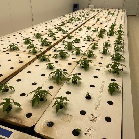 Cbg  growlog photo: Plants showing yellow iron added lights on 60%