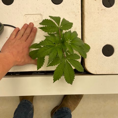 Cbg  growlog photo: Plants showing yellow iron added lights on 60%