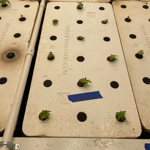 Cbg  growlog photo: Plants showing yellow iron added lights on 60%
