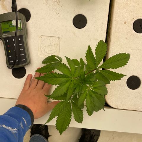 Cbg  growlog photo: Plants showing yellow iron added lights on 60%