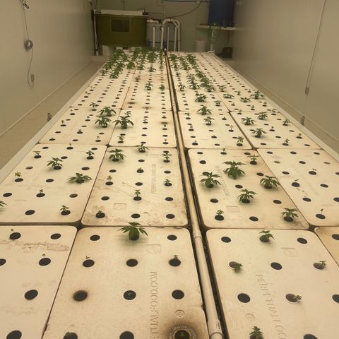 Cbg  growlog photo: Plants showing yellow iron added lights on 60%