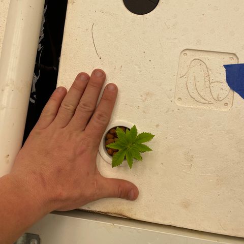 Cbg  growlog photo: Plants showing yellow iron added lights on 60%