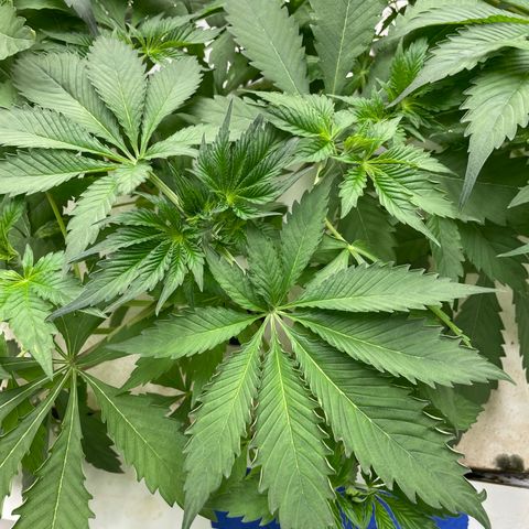 Cbg  growlog photo: Still pretty dark green no feed today weird twisted leaves seem to be at the bottom the older leaves some plants have it randomly scattered on the plant (messed up leaves)some have light green margins between the leaves 