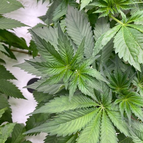 Cbg  growlog photo: Still pretty dark green no feed today weird twisted leaves seem to be at the bottom the older leaves some plants have it randomly scattered on the plant (messed up leaves)some have light green margins between the leaves 