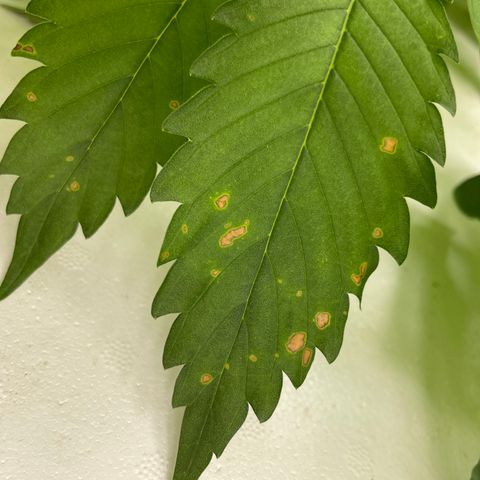 Cbg  growlog photo: Still pretty dark green no feed today weird twisted leaves seem to be at the bottom the older leaves some plants have it randomly scattered on the plant (messed up leaves)some have light green margins between the leaves 