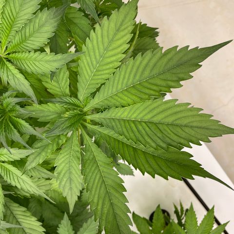 Cbg  growlog photo: Still pretty dark green no feed today weird twisted leaves seem to be at the bottom the older leaves some plants have it randomly scattered on the plant (messed up leaves)some have light green margins between the leaves 