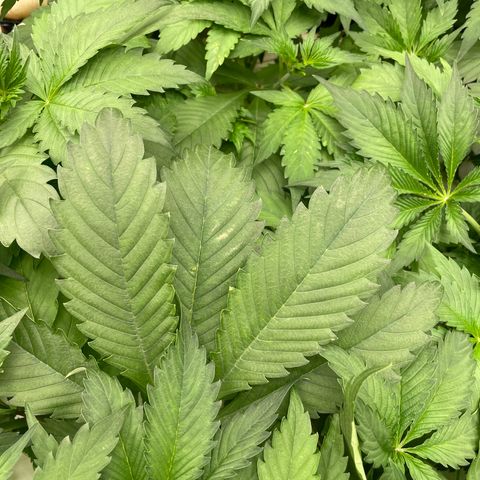 Cbg  growlog photo: Still pretty dark green no feed today weird twisted leaves seem to be at the bottom the older leaves some plants have it randomly scattered on the plant (messed up leaves)some have light green margins between the leaves 