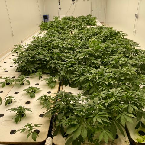 Cbg  growlog photo: Still pretty dark green no feed today weird twisted leaves seem to be at the bottom the older leaves some plants have it randomly scattered on the plant (messed up leaves)some have light green margins between the leaves 
