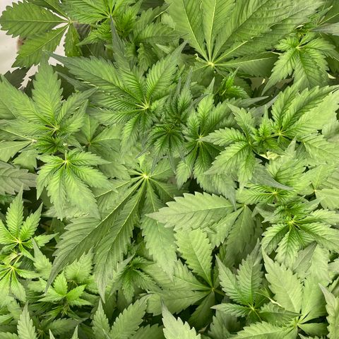 Cbg  growlog photo: Still pretty dark green no feed today weird twisted leaves seem to be at the bottom the older leaves some plants have it randomly scattered on the plant (messed up leaves)some have light green margins between the leaves 