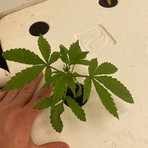 Super sour space candy  growlog photo: New seedlings are a few days away from going into the system 