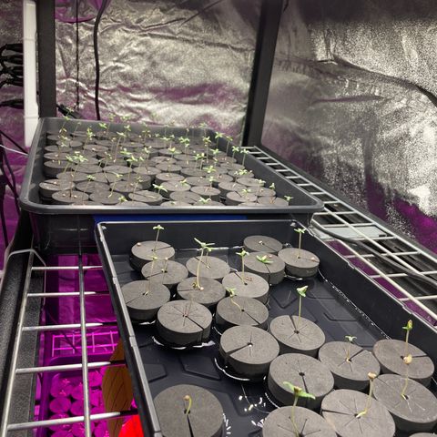 Super sour space candy  growlog photo: Looking good misted 2 times a day 