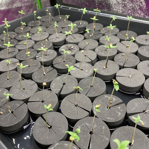 Super sour space candy  growlog photo: Looking good misted 2 times a day 