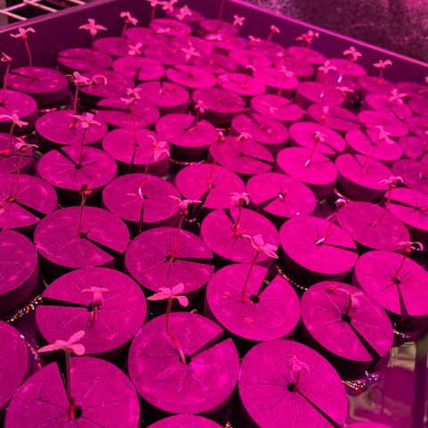 Super sour space candy  growlog photo: Looking good misted 2 times a day 