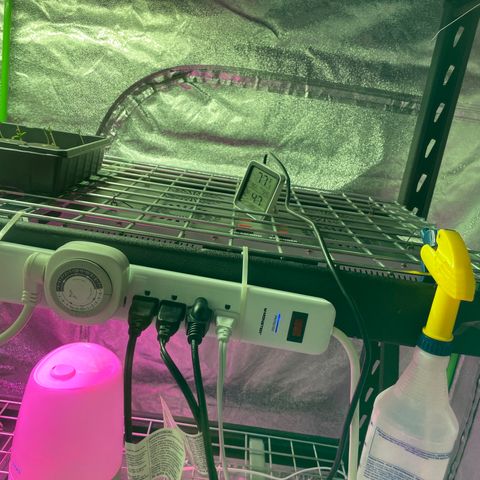 Super sour space candy  growlog photo: Looking good misted 2 times a day 