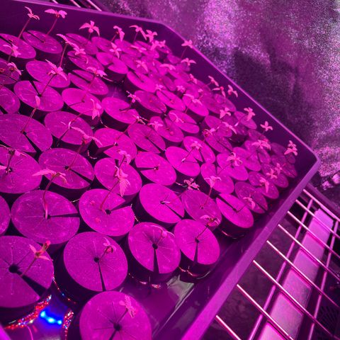 Super sour space candy  growlog timeline photo