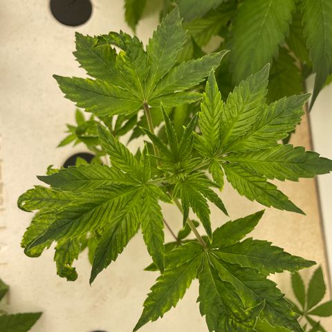 Cbg  growlog photo: Looking good no feed still ph is high bluish color seems to be dissipating 