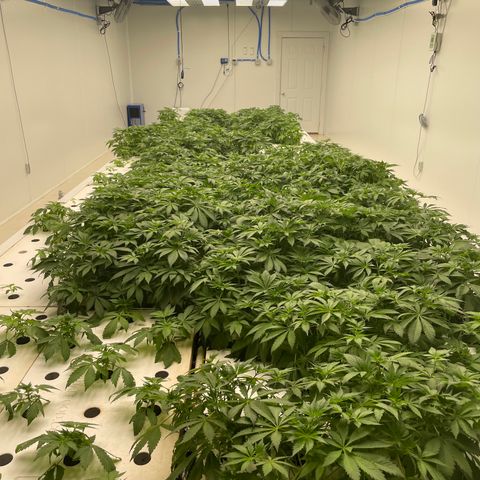 Cbg  growlog photo: Looking good no feed still ph is high bluish color seems to be dissipating 