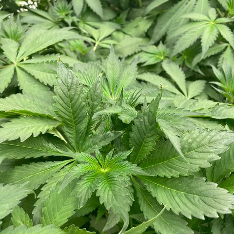 Cbg  growlog photo: Looking good no feed still ph is high bluish color seems to be dissipating 