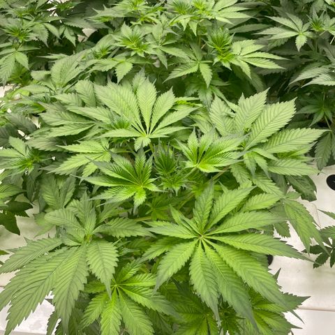 Cbg  growlog photo: Looking good no feed still ph is high bluish color seems to be dissipating 