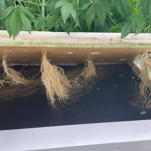 Cbg  growlog photo: Looking good no feed still ph is high bluish color seems to be dissipating 