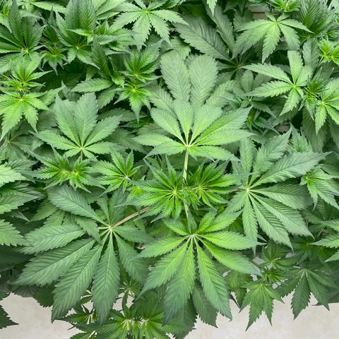 Cbg  growlog photo: Looking good no feed still ph is high bluish color seems to be dissipating 