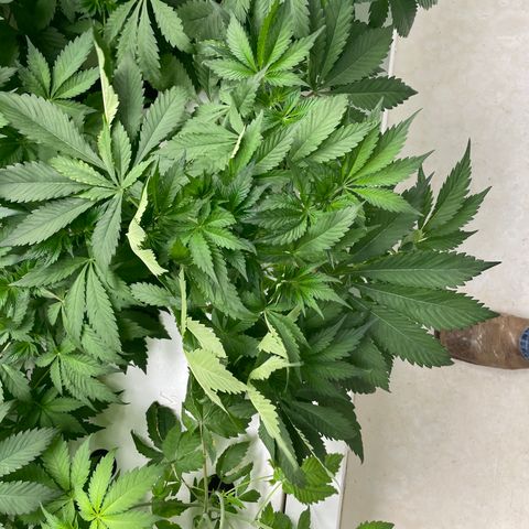 Cbg  growlog timeline photo