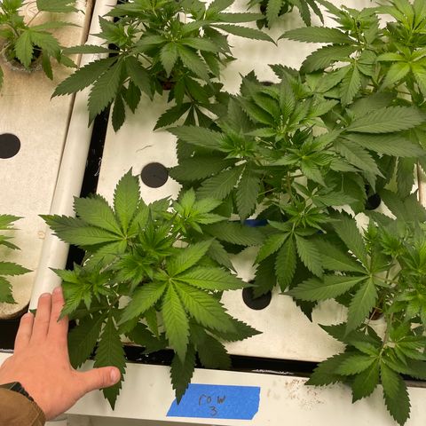 Cbg  growlog photo: Test between hydroton cloaning collars hydroton hair roots  collars tap roots 