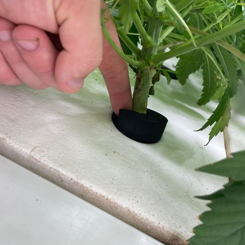 Cbg  growlog timeline photo