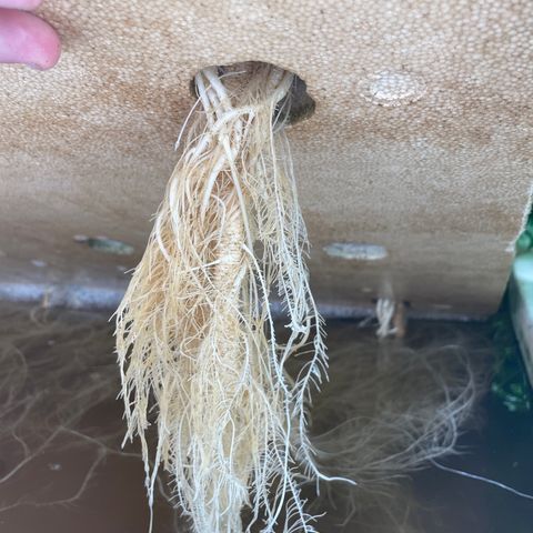 Cbg  growlog timeline photo
