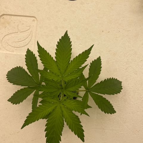 Lifter  growlog timeline photo