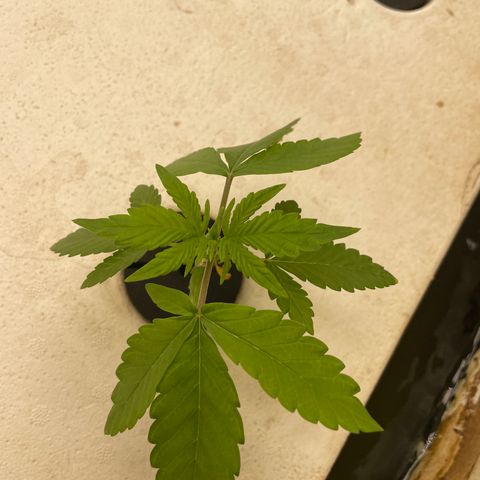 Lifter  growlog timeline photo