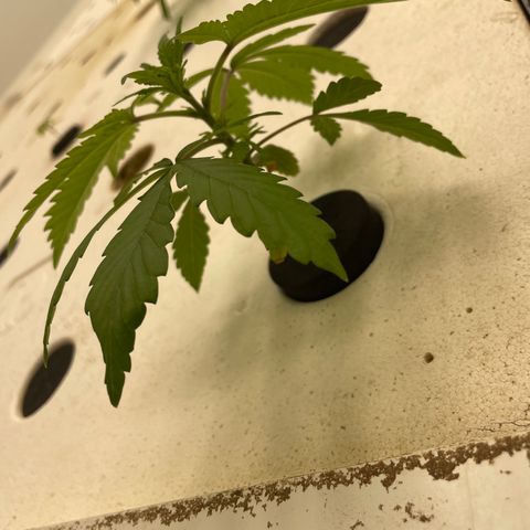 Lifter  growlog photo: Plants in room a getting the curl down leave tips as well plbegining of nitrogen toxicity or ph problem ph is also very high in room 
