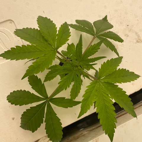 Lifter  growlog photo: Leave tips turning down 