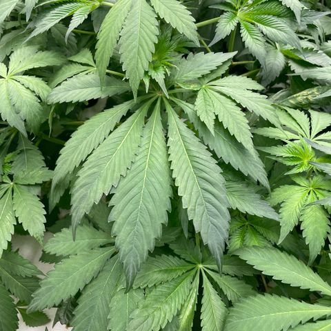 Cbg  growlog photo: Looking good ph coming down some 