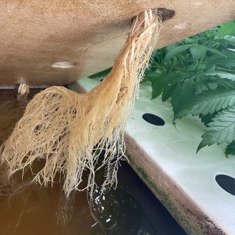 Cbg  growlog photo: Looking good ph coming down some 