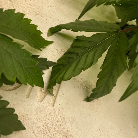 Cbg  growlog photo: Looking good ph coming down some 