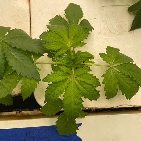 Cbg  growlog photo: Looking good ph coming down some 