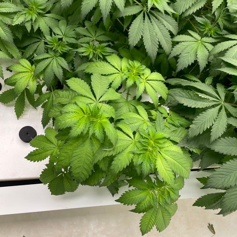 Cbg  growlog photo: Looking good ph coming down some 