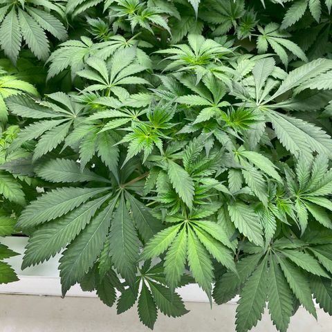 Cbg  growlog photo: Looking good ph coming down some 