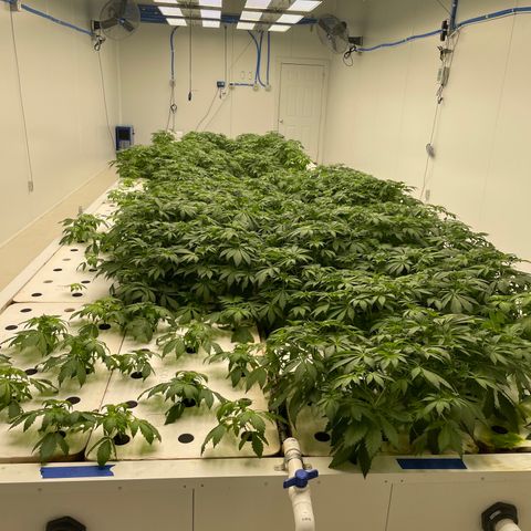 Cbg  growlog photo: Looking good ph coming down some 