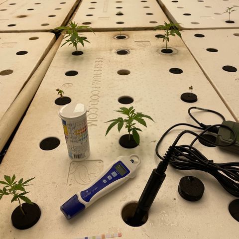 Lifter  growlog photo: Growing pretty good little yellow 